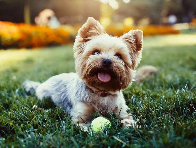 越来越多人选择“约克夏”！为何？6个优势，很难拒绝