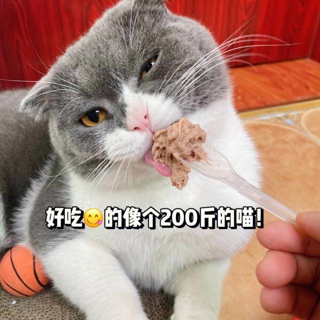 为什么“折耳猫”无人养了？过来人说出了这6个原因