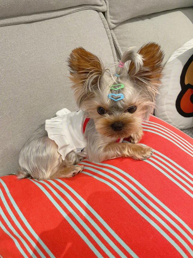 “约克夏”VS“比熊”，谁才是你的最爱？