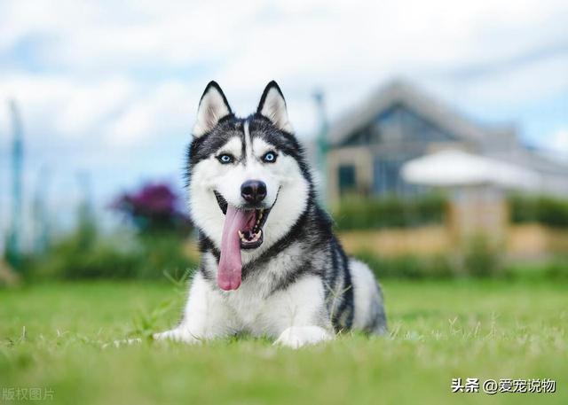 西伯利亚雪橇犬，常见别名哈士奇，昵称为二哈