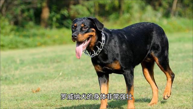 大型犬-罗威纳犬