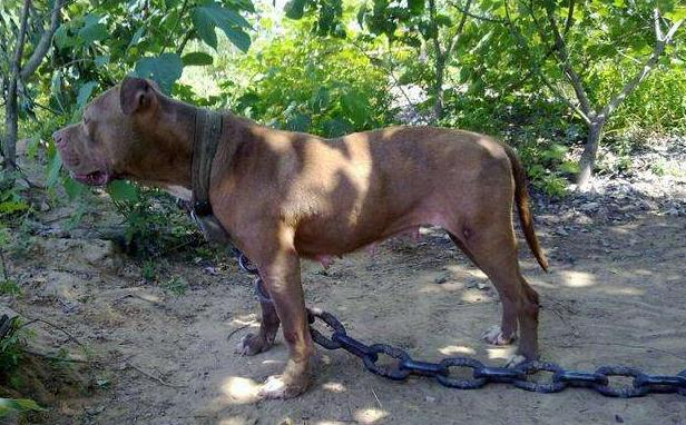 全球十大最凶猛犬种排行榜，藏獒靠边站，你敢信吗？（上）