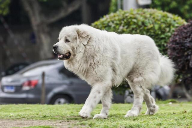 宠物狗系列之大白熊犬