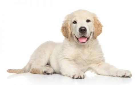 陨石边牧犬多少钱一只幼崽，陨石边牧多少钱一只幼犬
