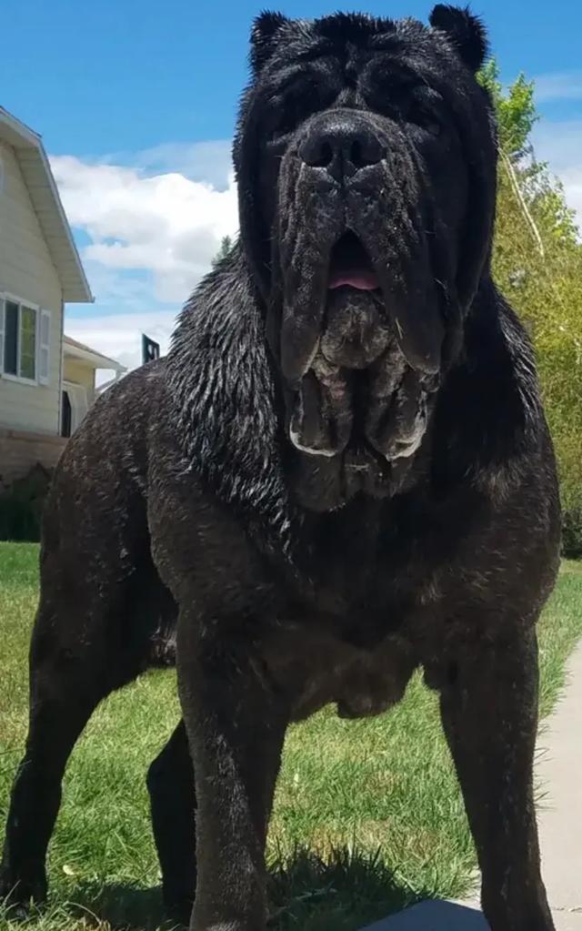 世界公认十大恶犬排行榜:有小孩的朋友们注意了