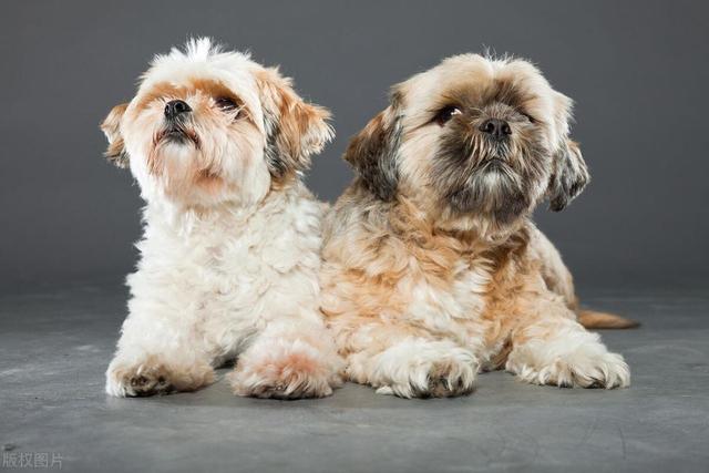 西施犬的优缺点有哪些，西施犬的优缺点及性格，养西施犬的优缺点