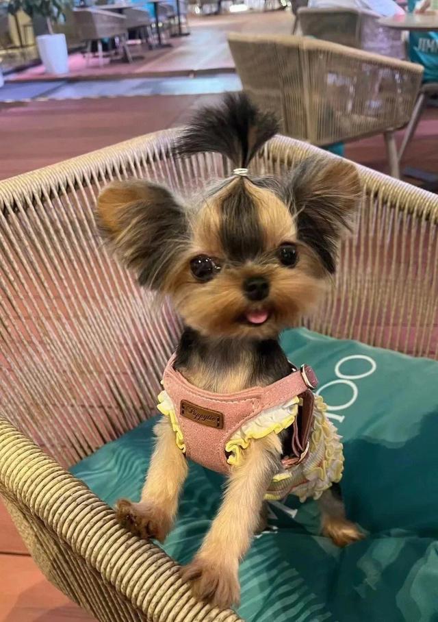 越来越多人选择“约克夏”！为何？6个优势，很难拒绝