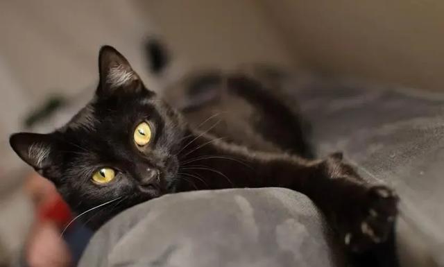 便宜又好养的5种田园猫，个个来头可不小