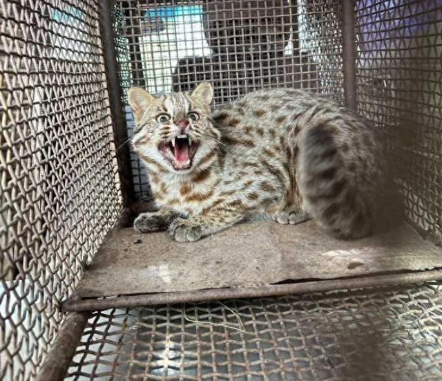 豹猫是保护动物吗，为什么网上有这么多售卖的？一般人别轻易养它