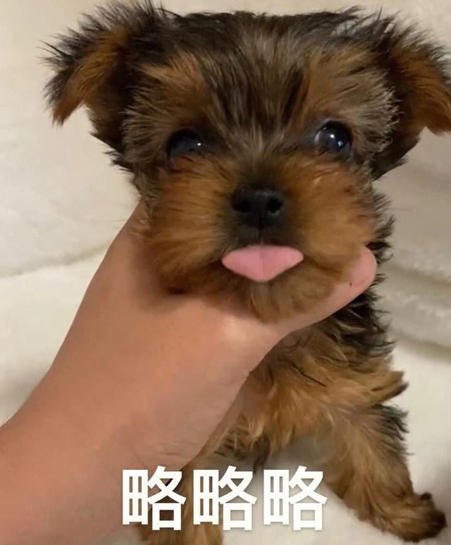 “约克夏”VS“比熊”，谁才是你的最爱？