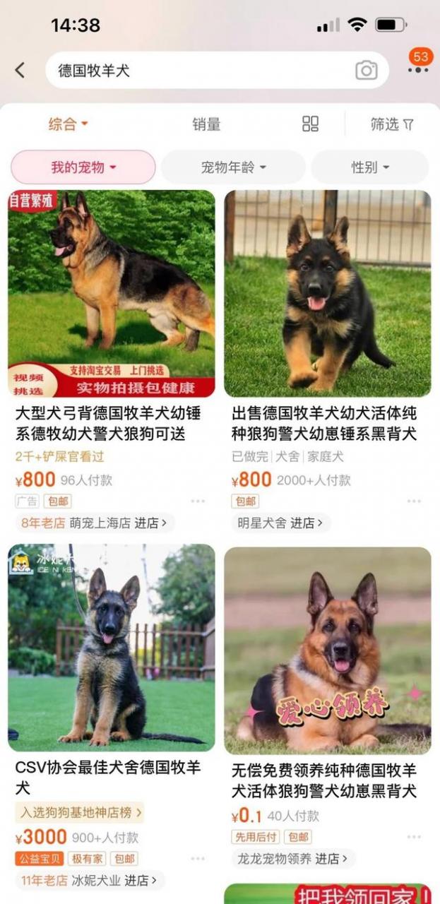 商家不明示，买来的宠物竟是“禁养犬”？办狗证还有门道？