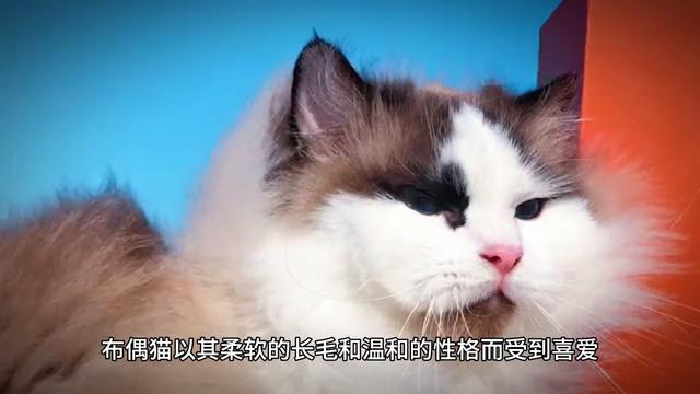 不同品种宠物猫大致市场价格