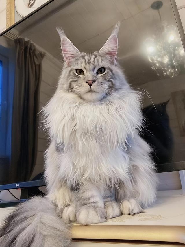 原来缅因猫这么可怕，怪不得养过的人，都不想再养了