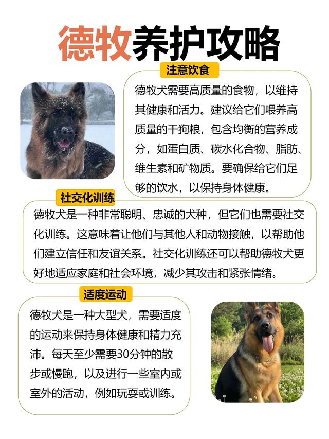 德国牧羊犬：温良、勇敢与智慧的化身