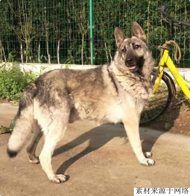 中国狼犬中的“中华四大神捕”，它被称为“小藏獒”粗狂彪悍