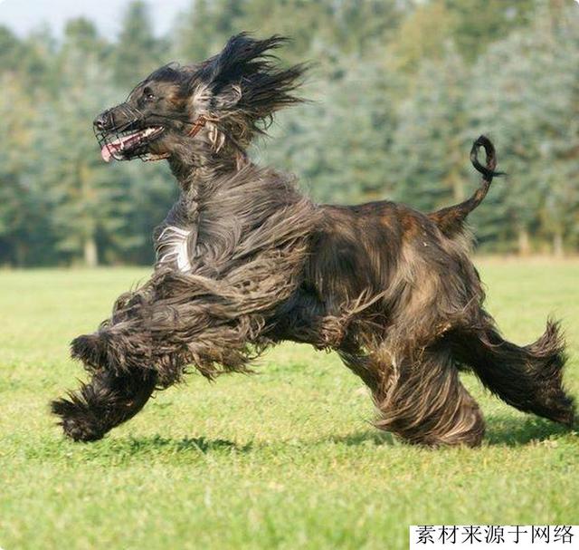 中东土豪爱养这种狗，不但身份尊贵，而且凶猛，攻击力不逊藏獒