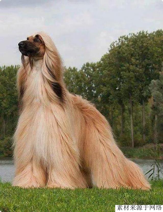 中东土豪爱养这种狗，不但身份尊贵，而且凶猛，攻击力不逊藏獒