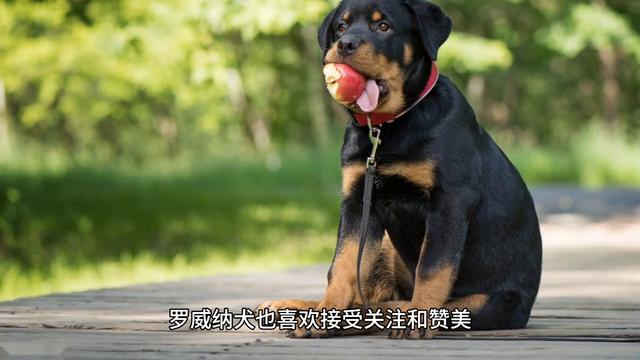 大型犬-罗威纳犬