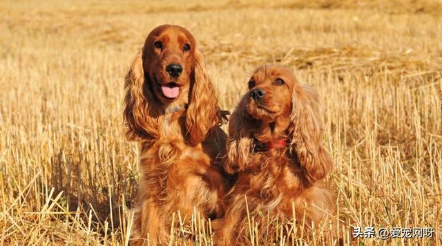 每天认识一种狗—英国可卡犬