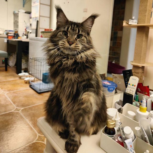 原来“缅因猫”这么可怕，难怪养过的人，都说后悔了！