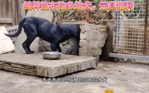 元旦福利，纯种拉布拉多幼犬#专业养殖