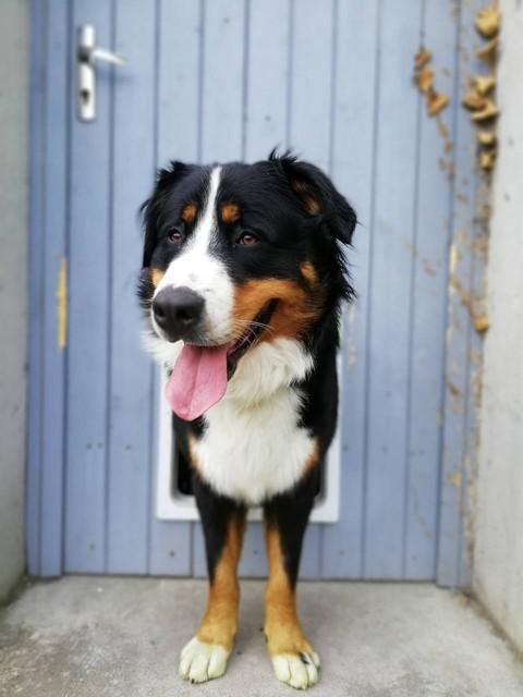 宠物狗系列之伯恩山犬