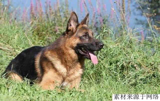 一种新型护卫犬，属于复合型猛犬，被誉为护卫之王，完爆卡斯罗犬