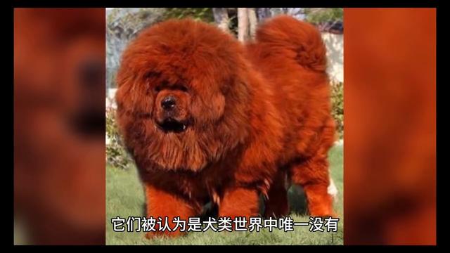 世界上唯一没有被时间和环境所改变的古老活化石——藏獒