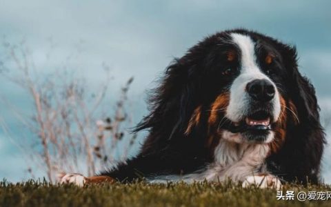 每天了解一种狗—伯恩山犬