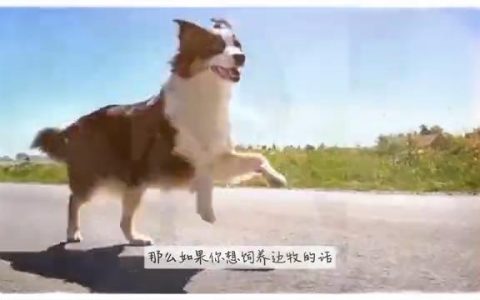 选择牧羊犬的五大要点