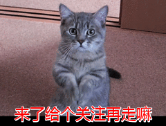 “加菲猫”的弃养率为什么越来越高，网友：这几点遭人嫌