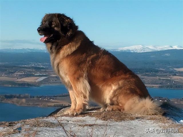 存世5种巨大犬种，这么出色的狗狗，你想不想领养一条？
