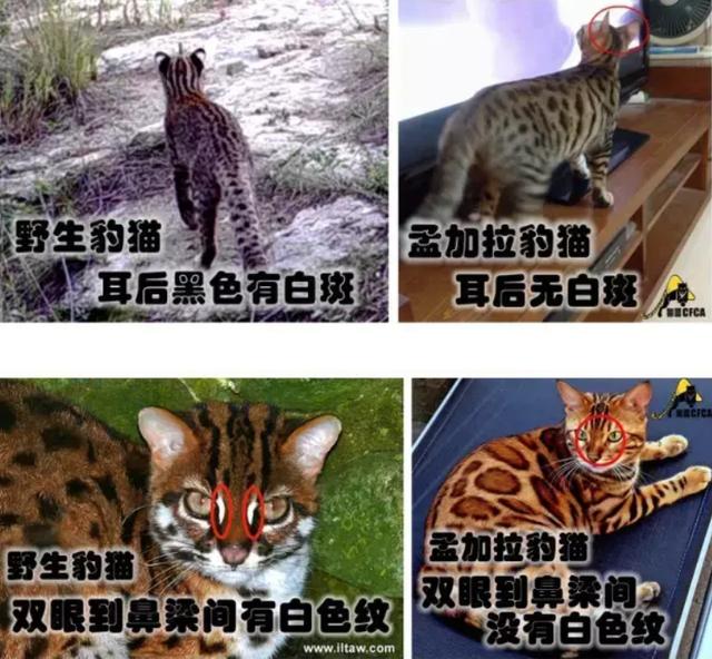 豹猫是保护动物吗，为什么网上有这么多售卖的？一般人别轻易养它