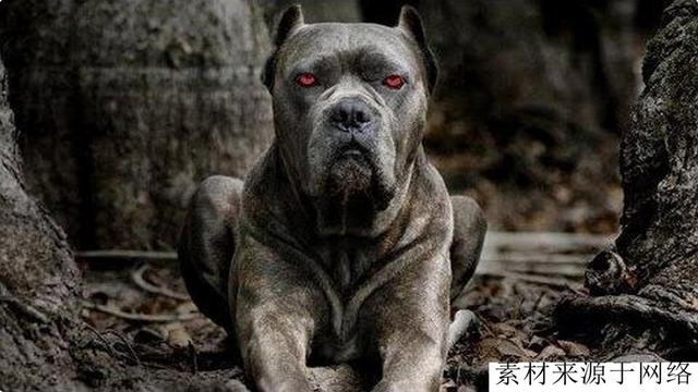 一种新型护卫犬，属于复合型猛犬，被誉为护卫之王，完爆卡斯罗犬