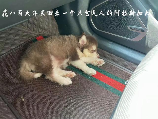 小七拆家日常_花八百大洋买回来的阿拉斯加犬