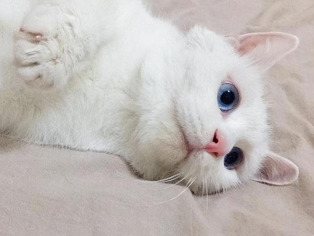 为什么养“田园白猫”的人越来越多了，网友：养了才知道真香