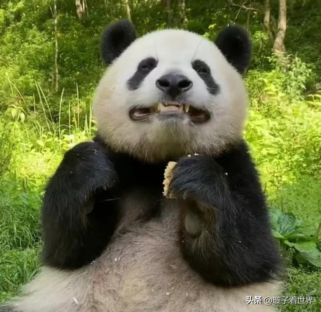 孙红雷，牛头梗，怎么可以这样说熊猫呢，他听到会伤心的