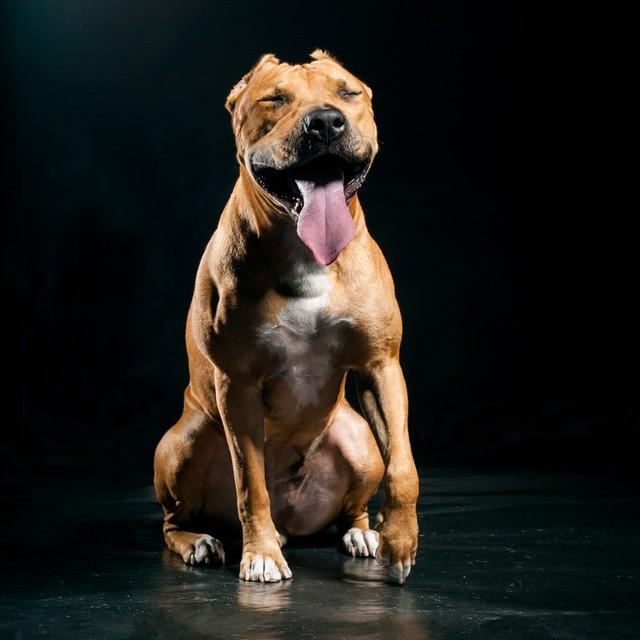 世界上最凶猛的10种狗