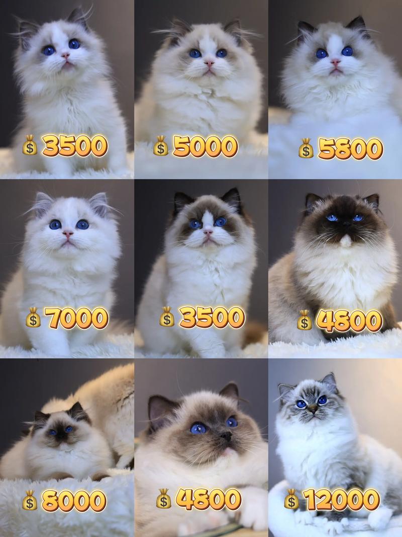 布偶猫的取名大全男宝宝 三花猫起名字两个字