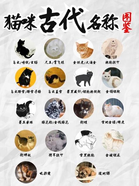 橘猫宝宝起名字大全女生 三胞胎小猫取名字大全