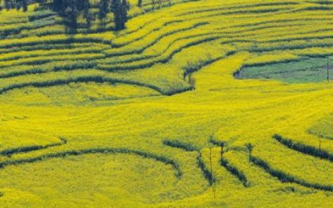 2022年8月份虎宝宝五行属什么，属虎的人取什么名字好