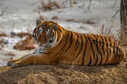 022年二月出生缺什么？二月虎哪天生好？"