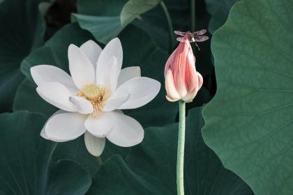 021年大暑出生的缺火女孩名字洋气有内涵的"