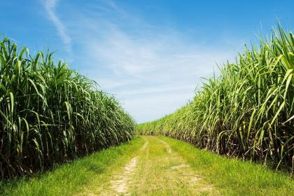 020年小满出生的女宝宝五行缺火如何取名？取名有什么禁忌？"