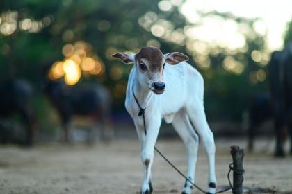 021年腊月十八出生八字缺木属牛女孩新颖有创意的名字"