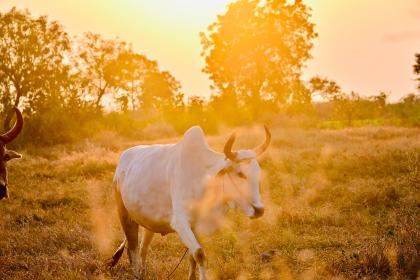 021辛丑牛年立夏出生的人起名字宜用字"