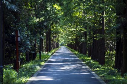 五行缺木的宝宝名字需要注意什么，宜用什么字