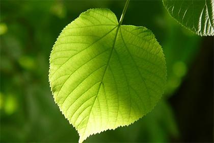 019年8月5号寅时出生的女孩好名字有什么，五行属什么"