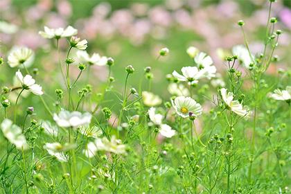 019年六月十三出生的双胞胎女孩怎么样起名，五行属什么"