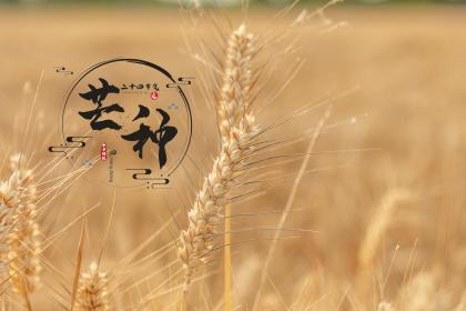 芒种出生宝宝乳名小名怎么取才好？